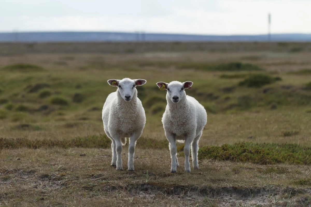 Two sheeps in a field looking at the camera.